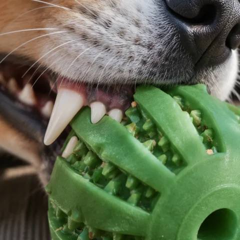 dog-chew-ball14