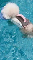 PetPetPick Dog Life Jacket with Rescue Handle